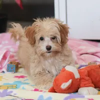 Clover, a female Havapoo for sale in Fresno, OH – Photo 9 of 10