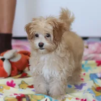 Clover, a female Havapoo for sale in Fresno, OH – Photo 8 of 10