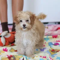 Clover, a female Havapoo for sale in Fresno, OH – Photo 6 of 10