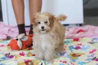 processed/40f33f9f-3846-4b64-9021-df6fcf3e0367/listing/970e41a9-3180-4a07-b455-f0ccdc755379/2c5c5a99-bd9b-465c-b3ab-c7f310b9f76b