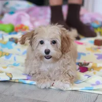 Clover, a female Havapoo for sale in Fresno, OH – Photo 3 of 10