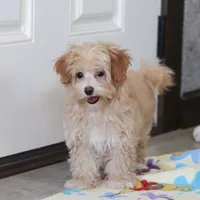 Clover, a female Havapoo for sale in Fresno, OH – Photo 4 of 10