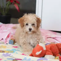 Clover, a female Havapoo for sale in Fresno, OH – Photo 10 of 10