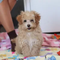 Clover, a female Havapoo for sale in Fresno, OH – Photo 2 of 10