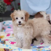 Clover, a female Havapoo for sale in Fresno, OH – Photo 7 of 10