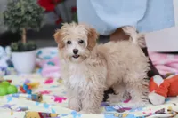 processed/40f33f9f-3846-4b64-9021-df6fcf3e0367/listing/970e41a9-3180-4a07-b455-f0ccdc755379/c8d755ce-5b30-4790-9531-6be3234228ce