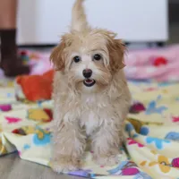 Clover, a female Havapoo for sale in Fresno, OH – Photo 5 of 10