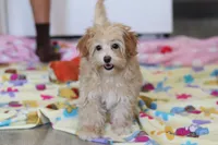 processed/40f33f9f-3846-4b64-9021-df6fcf3e0367/listing/970e41a9-3180-4a07-b455-f0ccdc755379/dce438bd-8728-4ba8-b226-843636149c15