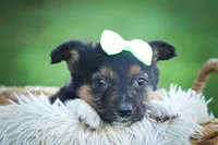 Lando ✨, a female Miniature Aussiedoodle for sale in Fresno, OH – 2 of 8