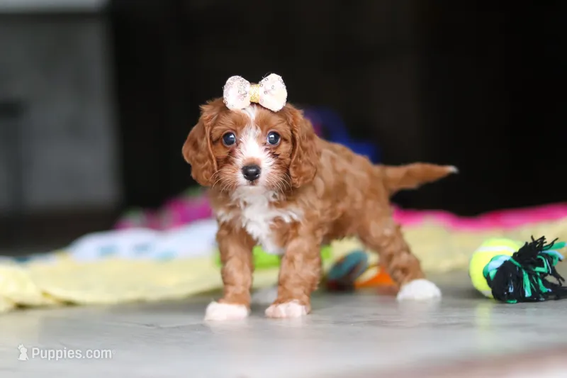 Dolly – Cavapoo puppy for sale in Fresno, OH