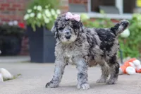 Raina, a female Newfypoo for sale in Fresno, OH – 5 of 8
