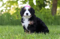 Molly, a female Miniature Bernedoodle for sale in Fresno, OH – 2 of 6