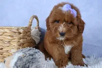 🐾 Meet Natasha – F2B Mini Goldendoodle Puppy 🐾, a female Miniature Goldendoodle for sale in Fresno, OH – 9 of 10
