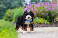 Shia, a male Miniature Bernedoodle for sale in Fresno, OH – 3 of 6