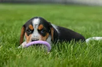 Charlie 🐶✨, a male Beagle for sale in Fresno, OH – 4 of 10