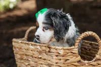 Jaxon 🐶💙, a male Cocker Spaniel for sale in Fresno, OH – 4 of 9