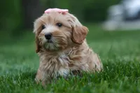 Ember 💛🐾, a female Havapoo for sale in Fresno, OH – 7 of 10