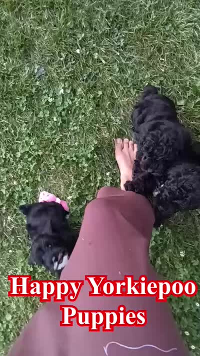 🐾 Meet Lily – Beautiful F1B Yorkiepoo Puppy! 🐾, a female Yorkipoo for sale in Fresno, OH – 5 of 5
