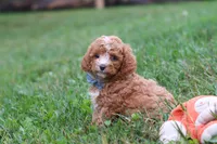 Jaxon, a male Cavapoo for sale in Fresno, OH – 4 of 9