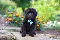 Dakota, a male Havapoo for sale in Fresno, OH – 5 of 7