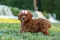 Dixie 🎀🐶, a female Poodle - Miniature  for sale in Fresno, OH – 1 of 10