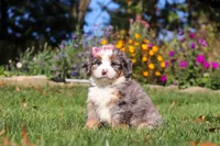 Ruby, a female Miniature Bernedoodle for sale in Fresno, OH – 3 of 6