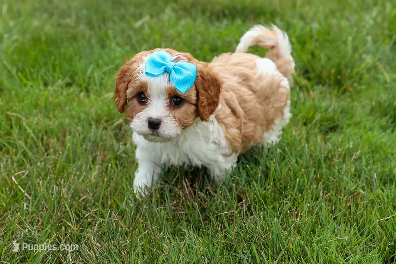 Victor 🐾 – Poodle - Miniature  puppy for sale in Fresno, OH