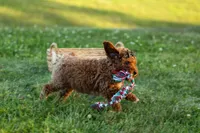 Thor🐾💙, a male Poodle - Miniature  for sale in Fresno, OH – 5 of 10
