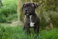 Melody 🎀, a female Staffordshire Bull Terrier for sale in Fresno, OH – 3 of 10