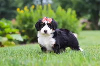 Ginnifer, a female Miniature Bernedoodle for sale in Fresno, OH – 3 of 6