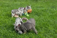 Memphis, a male French Bulldog for sale in Fresno, OH – 10 of 10