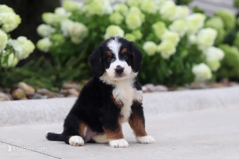 Diesel – Miniature Bernedoodle puppy for sale in Fresno, OH