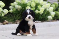Diesel, a male Miniature Bernedoodle for sale in Fresno, OH – 1 of 5