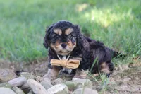 Logan, a male Cavapoo for sale in Fresno, OH – 6 of 10