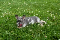 Knox 💙, a male French Bulldog for sale in Fresno, OH – 7 of 10