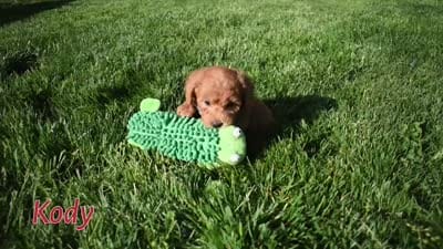 Kody 🐶💖, a male Bichpoo for sale in Fresno, OH – 10 of 10