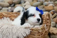 Parker, a male Cavapoo for sale in Fresno, OH – 5 of 10