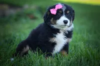 Layla🎀 , a female Miniature Aussiedoodle for sale in Fresno, OH – 3 of 10