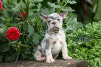 Memphis, a male French Bulldog for sale in Fresno, OH – 5 of 10