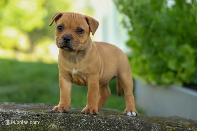Mia Belle 🌸 – Staffordshire Bull Terrier puppy for sale in Fresno, OH