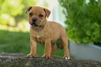 Mia Belle 🌸, a female Staffordshire Bull Terrier for sale in Fresno, OH – 1 of 10