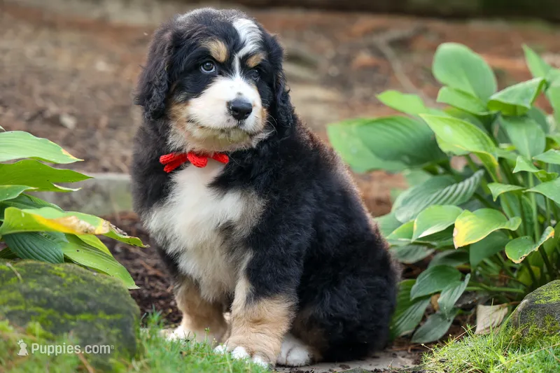 Dylan 🐾 – Bernedoodle puppy for sale in Fresno, OH