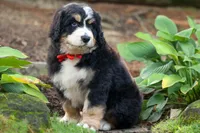 Dylan 🐾, a male Bernedoodle for sale in Fresno, OH – 5 of 10