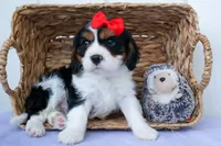 Winston 🐶, a male Cavalier King Charles Spaniel for sale in Fresno, OH – 8 of 10