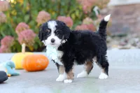 Smoke, a male Miniature Bernedoodle for sale in Fresno, OH – 4 of 8
