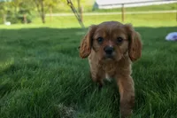 Ford 💙, a male Cavalier King Charles Spaniel for sale in Fresno, OH – 9 of 10