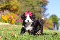 Bena, a female Miniature Bernedoodle for sale in Fresno, OH – 2 of 9