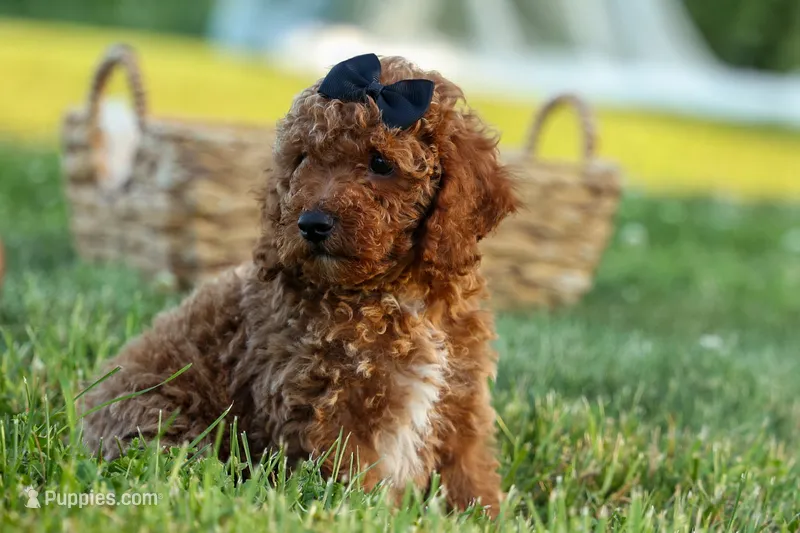 Thor🐾💙 – Poodle - Miniature  puppy for sale in Fresno, OH