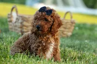 Thor🐾💙, a male Poodle - Miniature  for sale in Fresno, OH – 4 of 10