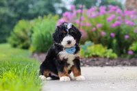 Shia, a male Miniature Bernedoodle for sale in Fresno, OH – 4 of 6